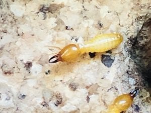 Adult soldier termite