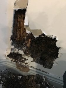 Termite damage to interior wall of a home. 