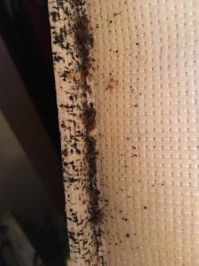 Bedbugs in mattress