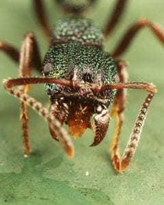 Green ant with mandible wide open