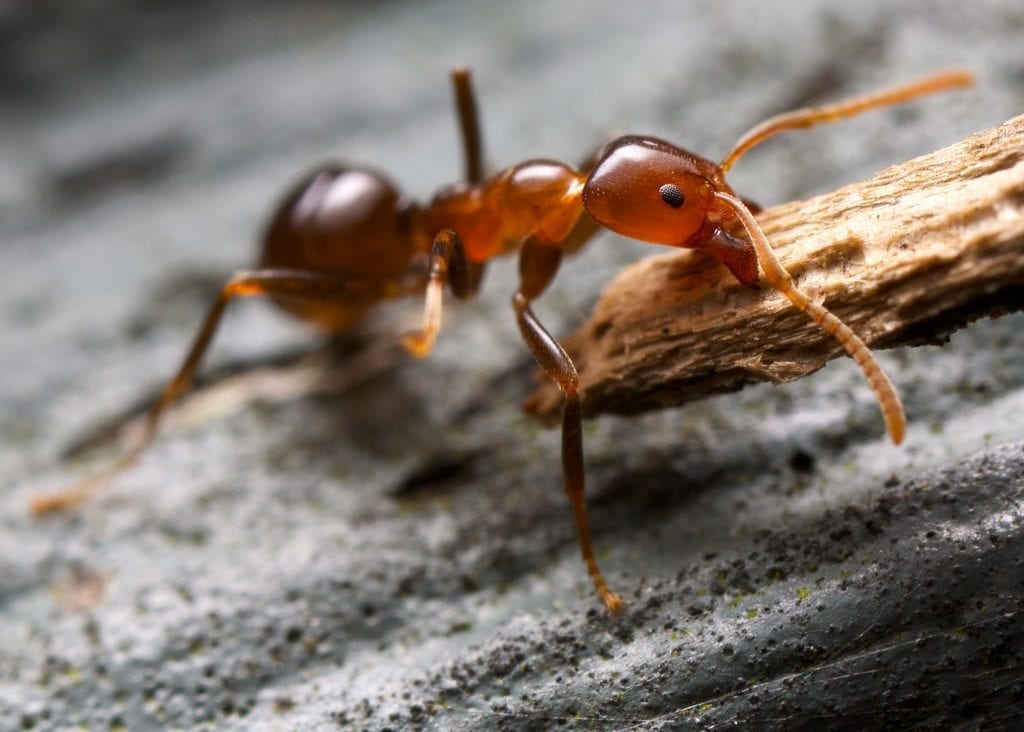 ants in living room carpet