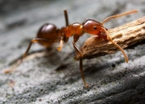 Ant lifting a piece of bark