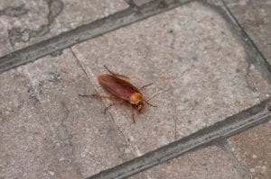 Cockroach on pavement